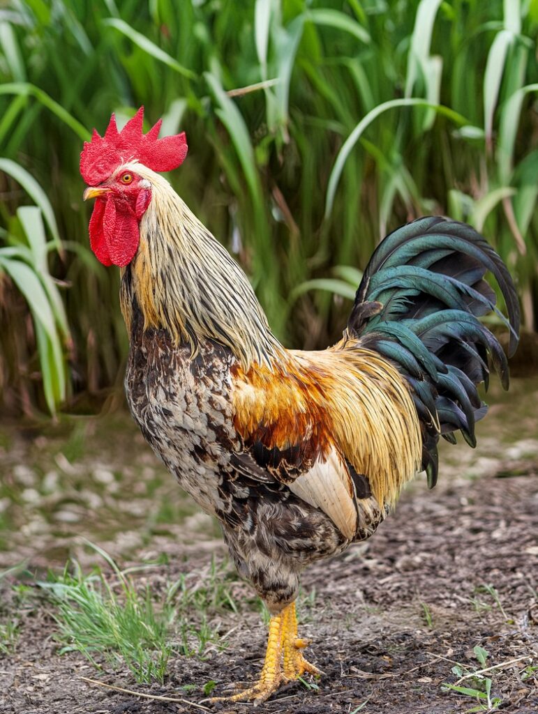 rooster, chicken, bird, poultry, nature, animal, farm animal